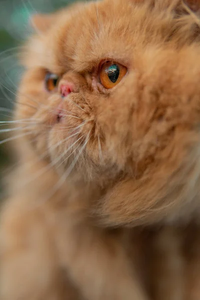 Foco Seletivo Gato Persa Fantasia Contra Fundo Turvo — Fotografia de Stock