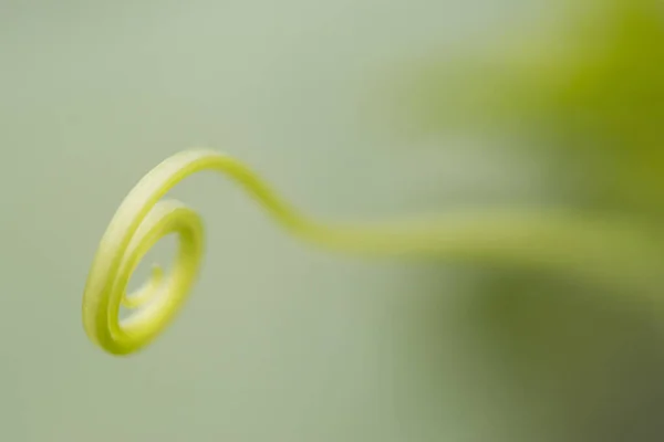 Una Macro Toma Joven Pepino Sobre Fondo Borroso — Foto de Stock