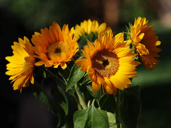 Bouquet Tournesol Sélectif — Photo