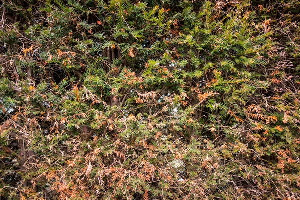 Eine Nahaufnahme Von Gras Und Wildpflanzen — Stockfoto