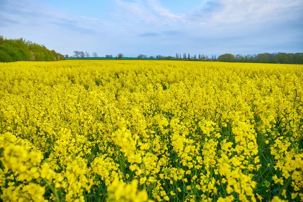 Лавандові Поля Хвар Хорватія Пурпуровий Колір Метелики Сільська Місцевість — стокове фото