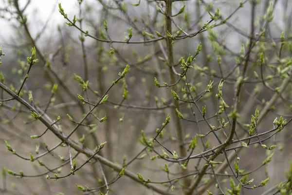 Primer Plano Árbol Delgado Sin Hojas Plantas Verdes Que Crecen —  Fotos de Stock