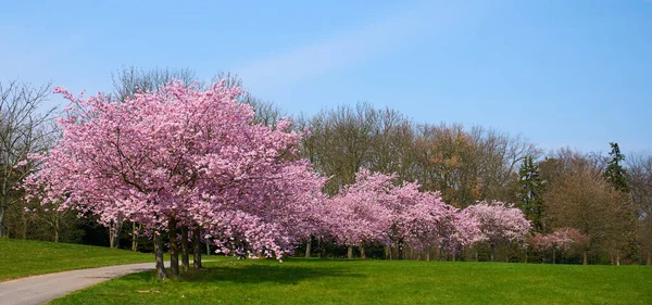 Sakuras Blossom Primavera Está Aqui — Fotografia de Stock