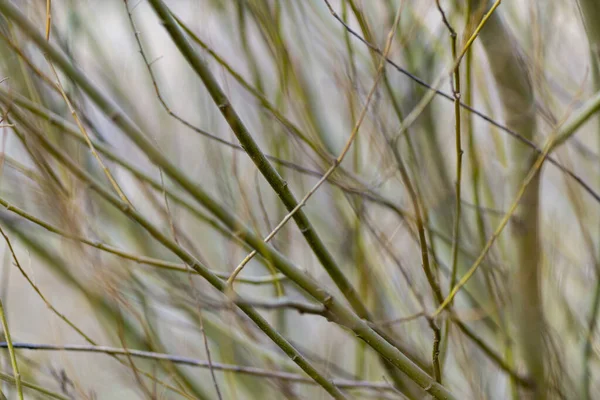 Egy Közeli Felvétel Vékony Zöld Ágakról Gallyakról Néhány Kis Fával — Stock Fotó