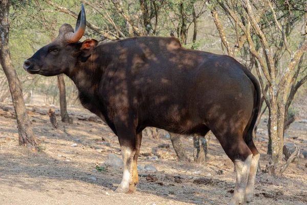 Närbild Vild Afrikansk Tjur Träden — Stockfoto