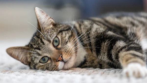 Een Closeup Shot Van Een Pluizig Gestreept Katje Liggend Het — Stockfoto