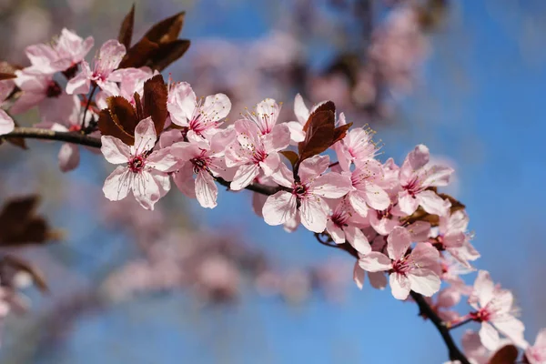 Selektivní Zaostření Záběr Krásné Třešňové Květy Větvi Stromu Během Denního — Stock fotografie