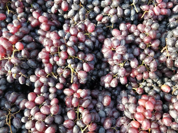 Een Close Van Rode Wijn Druiven Buiten Mumbai India — Stockfoto