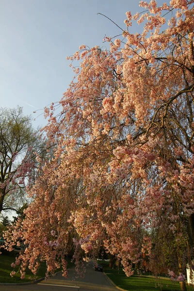 Een Verticaal Schot Van Kers Bloesem Boom Bloei Het Park — Stockfoto