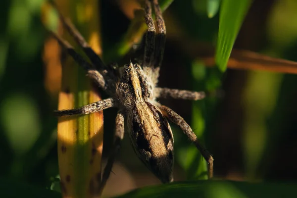 一只狼蜘蛛在阳光下爬上枯叶的浅浅的焦距镜头 — 图库照片