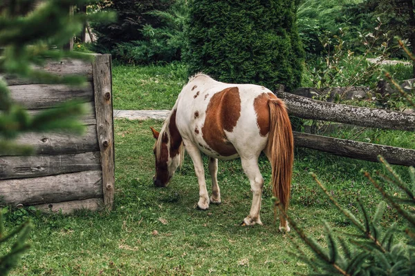 Uma Bela Vista Cavalo Pastando Grama Prado — Fotografia de Stock
