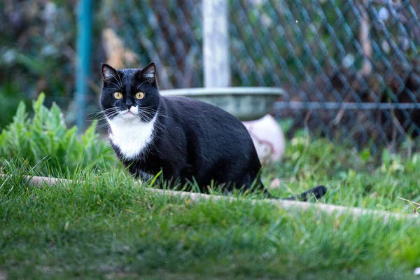 Een Shot Van Een Zwarte Kat Met Groene Ogen Gras — Stockfoto