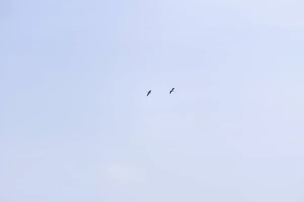 Une Paire Corbeaux Planant Dans Les Airs Sous Ciel Bleu — Photo