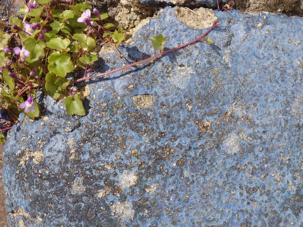 A plant growing on the crack of aged decayed rusty blue  surface for the background