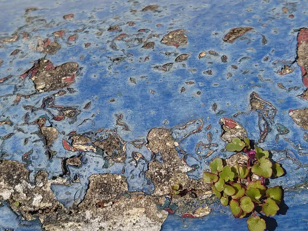 A plant growing on the crack of aged decayed rusty blue  surface for the background