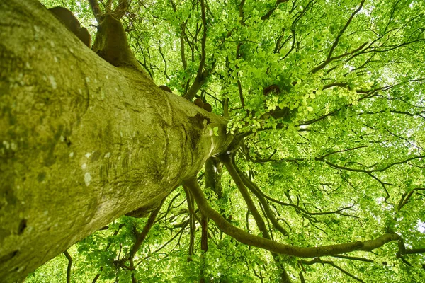 Levandulová Pole Hvaru Chorvatsko Fialová Barva Motýli Venkov — Stock fotografie