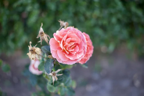 Рожева Троянда Флорибунда Цвіте Саду — стокове фото