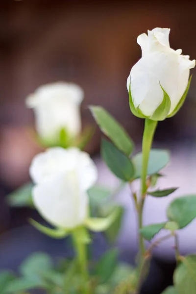 Een Verticaal Close Shot Van Mooie Witte Rozen — Stockfoto