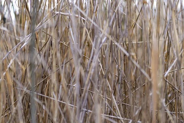 Thicket Full Branches Sticks Shining Sunlight — Stock Photo, Image