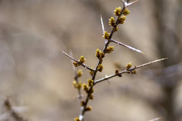 Närbild Tunn Gren Med Taggiga Kvistar Och Blommande Gul Gröna — Stockfoto