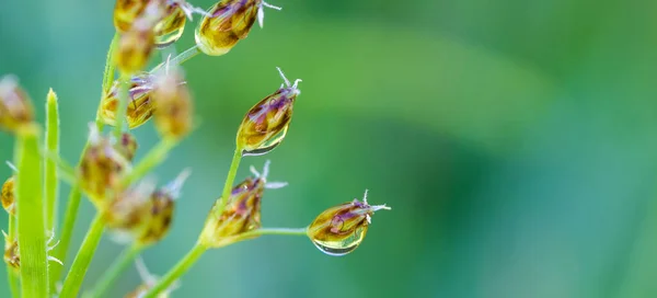 Flower Buds Water Drops — Stock Photo, Image