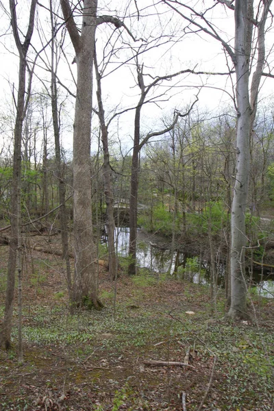 枯れ木のある景観フィールドと農場内の浅い水路の垂直ショット — ストック写真