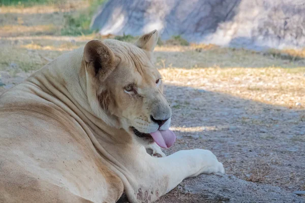 Gros Plan Une Lionne Refroidissant Dans Une Zone Ombragée Son — Photo