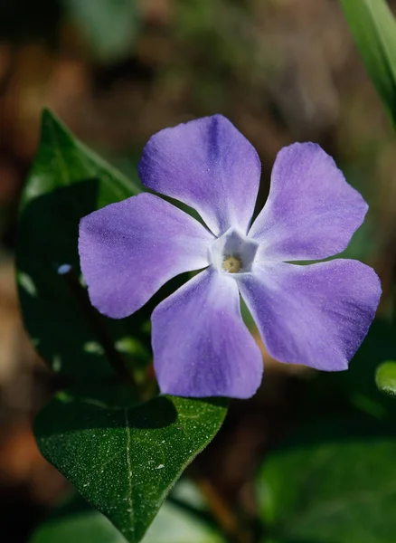 Primer Plano Una Hermosa Flor Periwinkle Con Pétalos Púrpura Gard — Foto de Stock