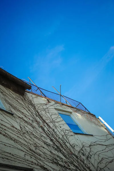Вертикальный Низкоугольный Снимок Здания Корнями Деревьев Голубым Небом — стоковое фото