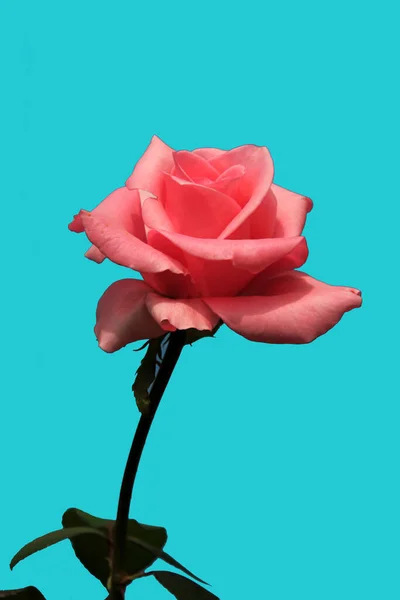 Colpo Verticale Una Rosa Completamente Fiorita Con Lungo Gambo Isolato — Foto Stock