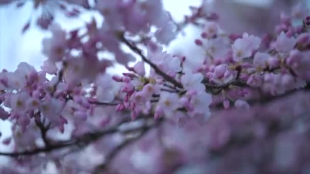 Fleurs Printanières Cerisier Fleurs — Video