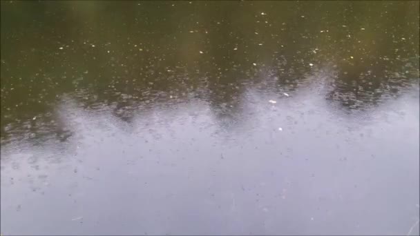 Ένα Κοντινό Πλάνο Μιας Ήρεμης Λίμνης Κατά Διάρκεια Της Βροχής — Αρχείο Βίντεο