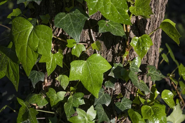 Zielone Liście Bluszczu Roślinnego Wspinają Się Drzewo — Zdjęcie stockowe