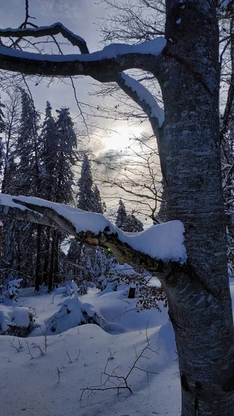Close Árvores Abeto Cobertas Neve Uma Floresta Inverno — Fotografia de Stock