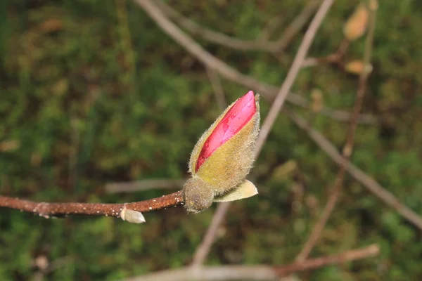 Closeup Shot Pink Magnolia Bud — Stock Photo, Image