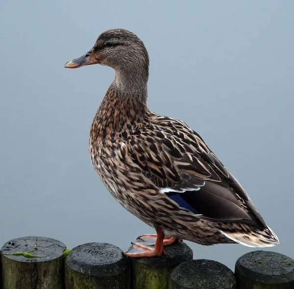 Gros Plan Canard Colvert Sur Une Clôture — Photo