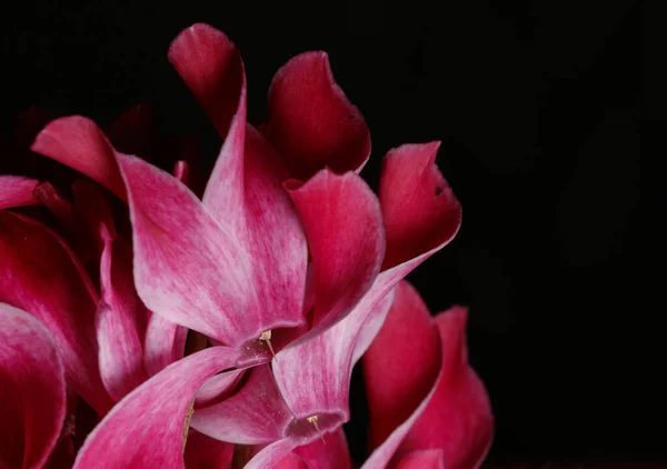 Een Close Van Prachtige Roze Bloemblaadjes Van Cyclamen Bloem Zwarte — Stockfoto