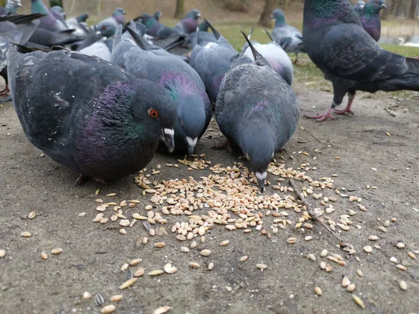 Tiro Seletivo Foco Das Pombas Que Comem Sementes Terra — Fotografia de Stock