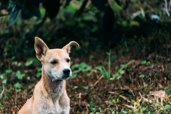 Неглибокий Фокус Уважного Собаки Сидить Відкритому Повітрі Саду — стокове фото