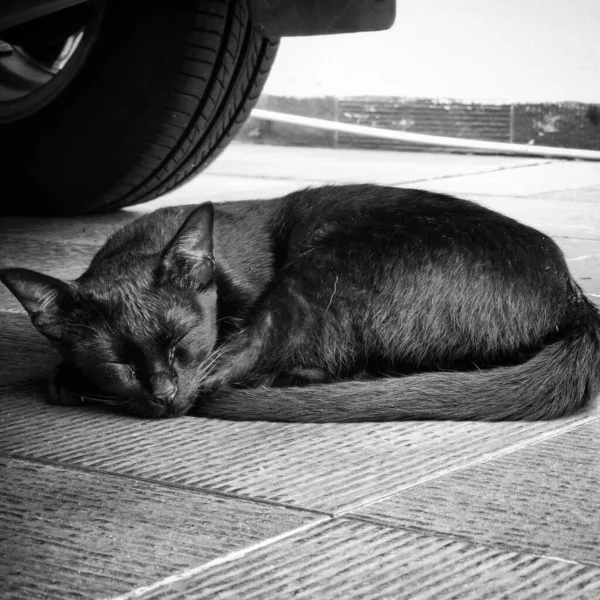 Close Gato Vadio Dormindo Sob Carro Escala Cinza — Fotografia de Stock