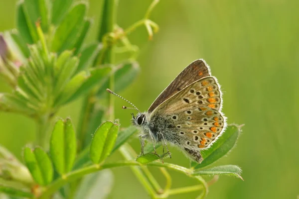 Close Marrom Argus Aricia Agestis Borboleta Com Asas Fechadas Planta — Fotografia de Stock