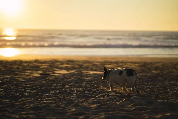 Beau Cliché Chien Mignon Sur Rive Coucher Soleil — Photo