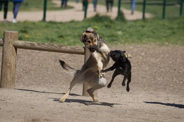 Chiens Combat Dans Parc Canin Comme David Goliath — Photo