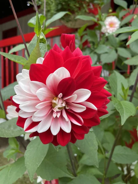 Primer Plano Hermosa Flor Dalia Blanca Rosada — Foto de Stock