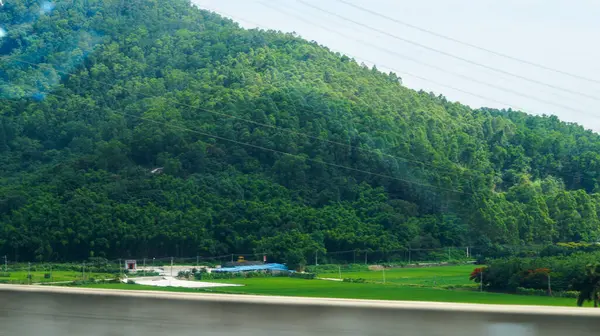 Disparo Denso Bosque Montaña Verde — Foto de Stock