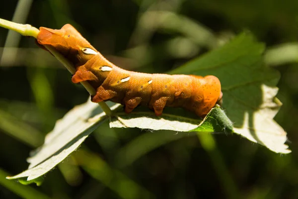 Eumorpha Pandorus Lagarta Mariposa Esfinge Comendo Folha Primavera — Fotografia de Stock