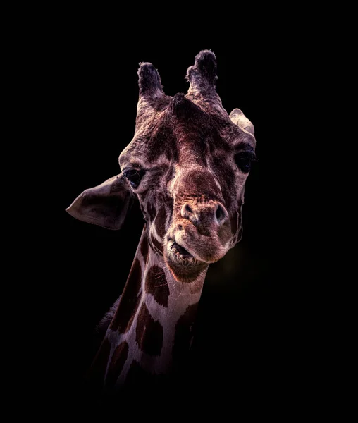 Closeup Shot Cute Giraffe Face Darkness Isolated Black Background — Stock Photo, Image