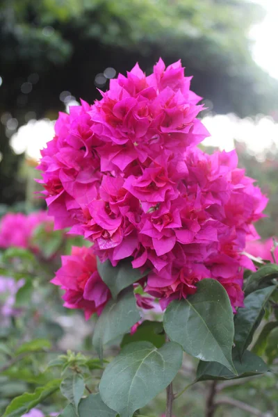 Tiro Vertical Flores Bougainvillea Rosa Cultivadas Jardim — Fotografia de Stock