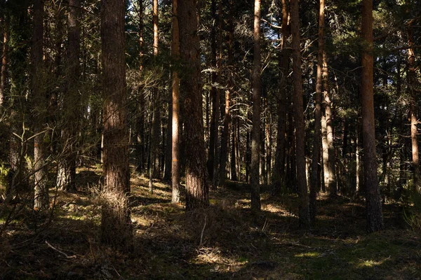 Une Forêt Calme Bondée Avec Grands Arbres — Photo