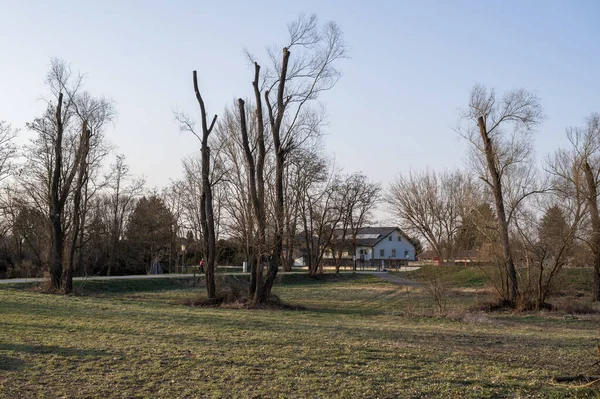 Ein Park Mit Kahlen Bäumen — Stockfoto